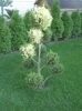 Gartenbaum